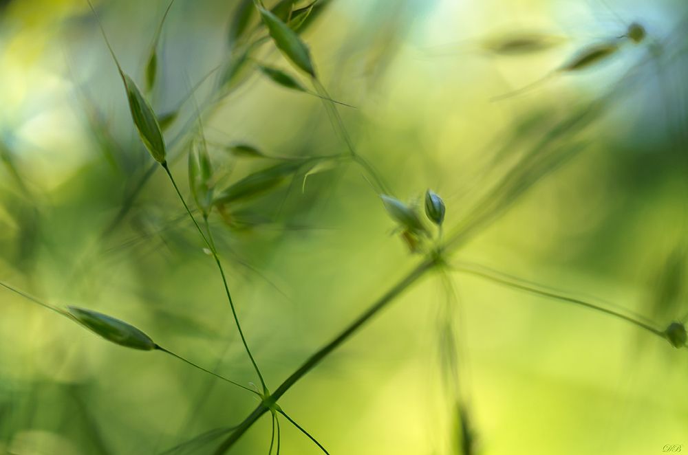 The Secret Life of the Grasses