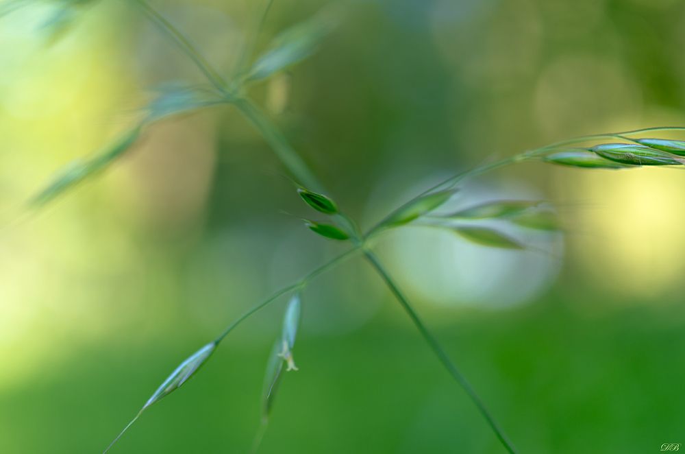 The Secret Life of the Grasses