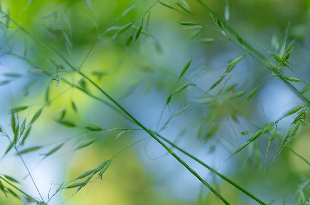 The Secret Life of the Grasses