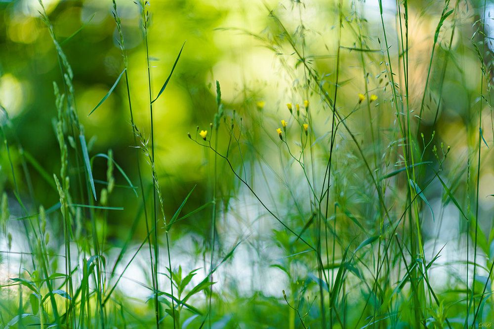 The Secret Life of the Grasses