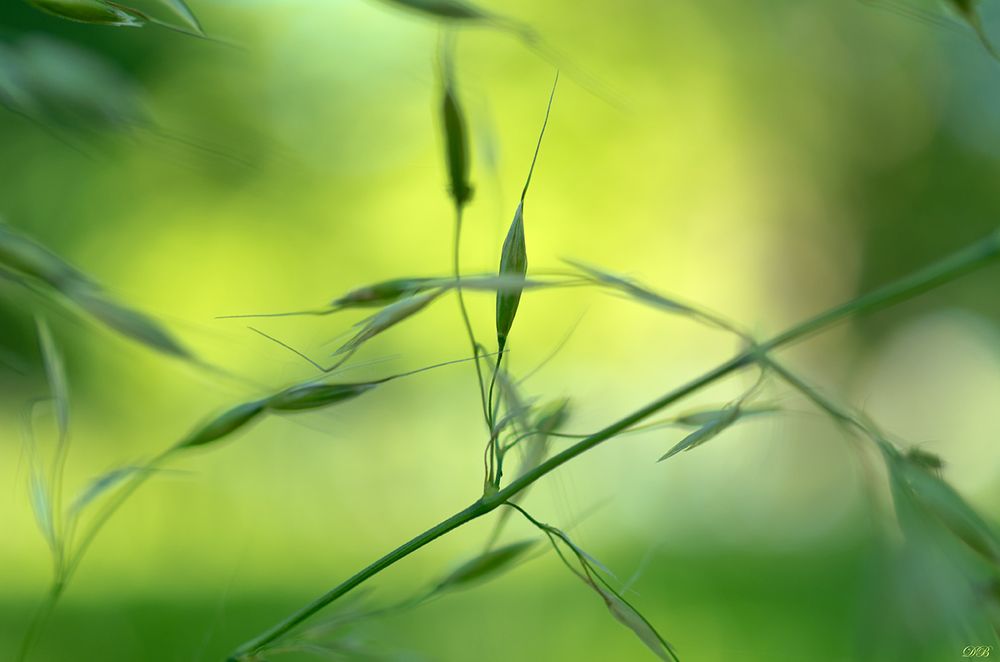 The Secret Life of the Grasses