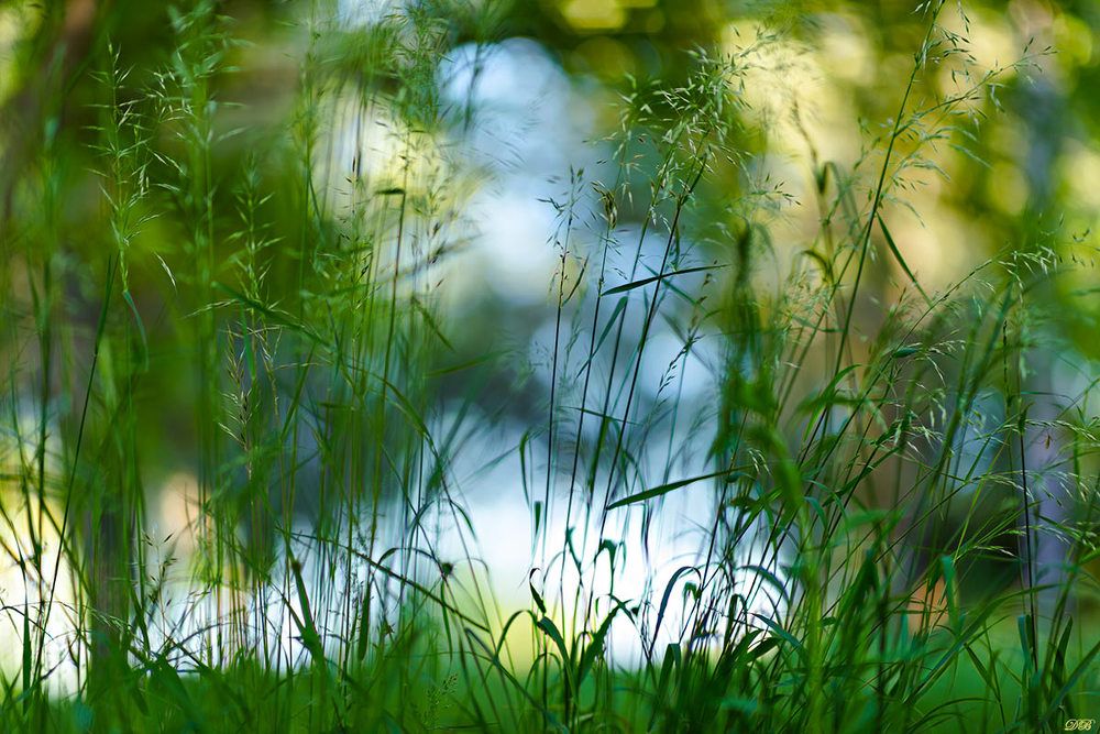 The Secret Life of the Grasses