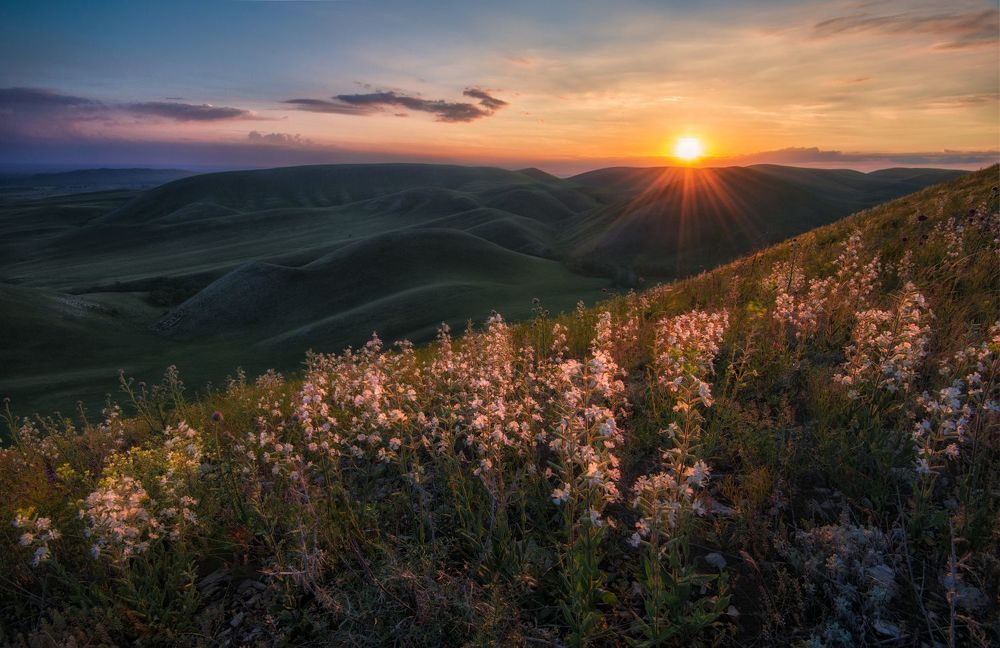 Цветочная серия из Оренбуржья.