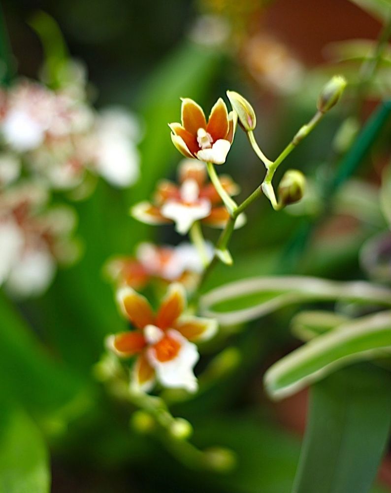 Orchids