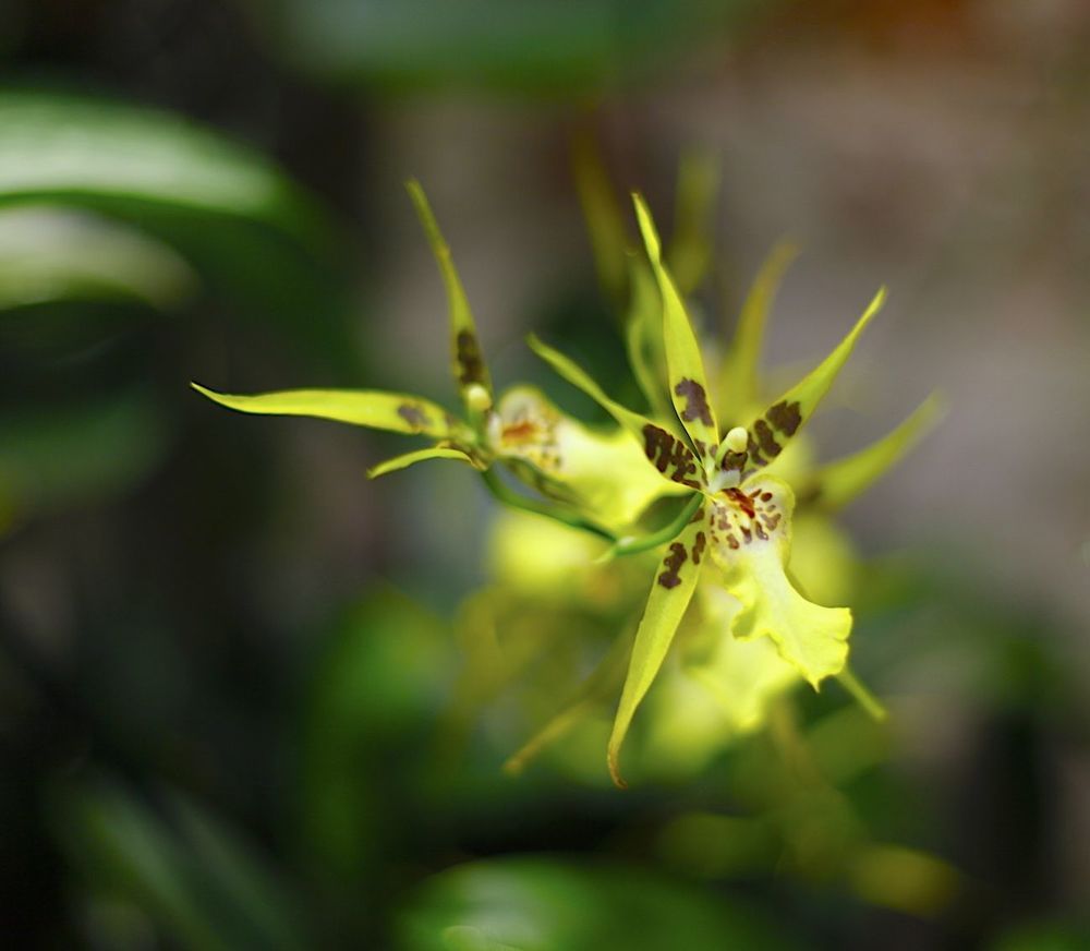 Orchids