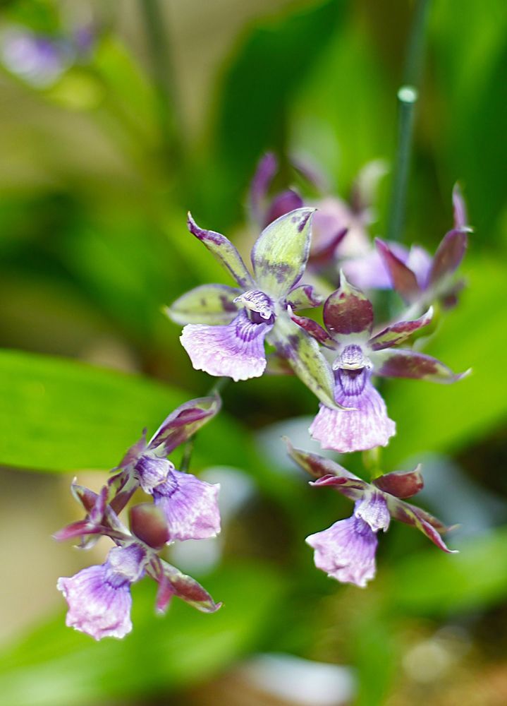 Orchids