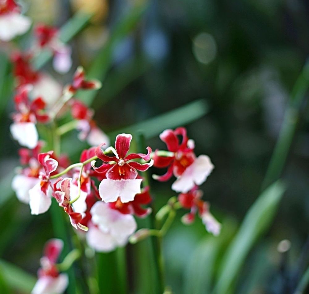 Orchids