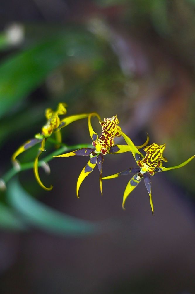 Orchids