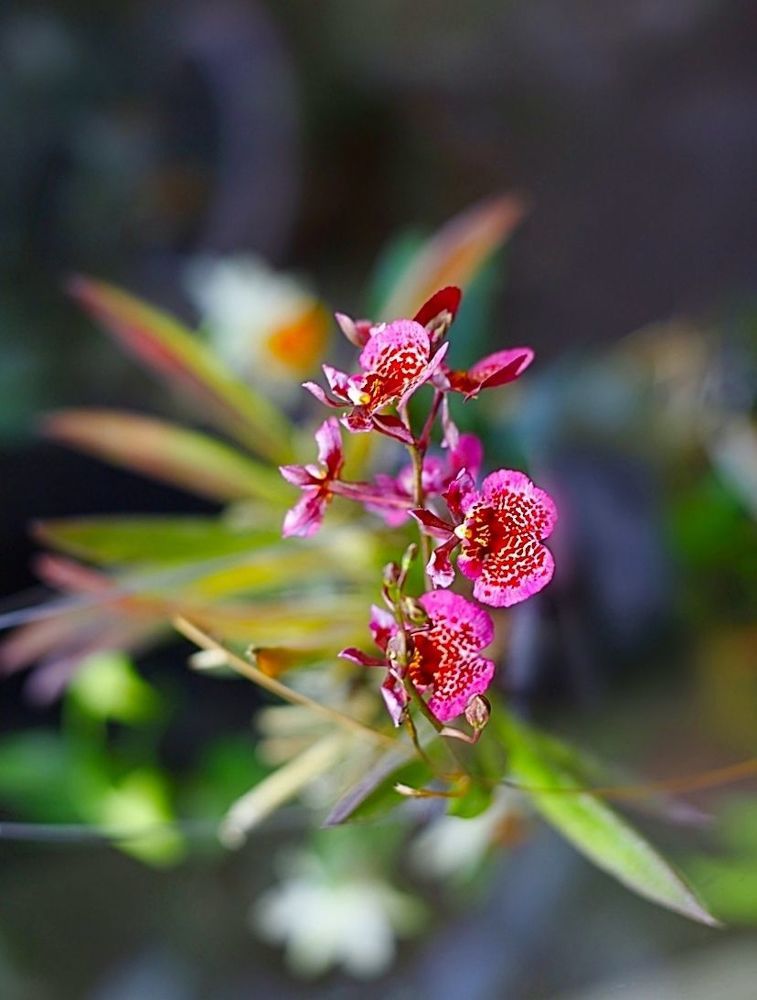Orchids