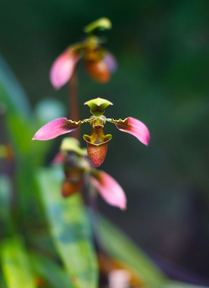 Orchids