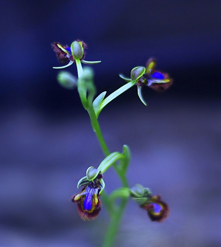 Orchids