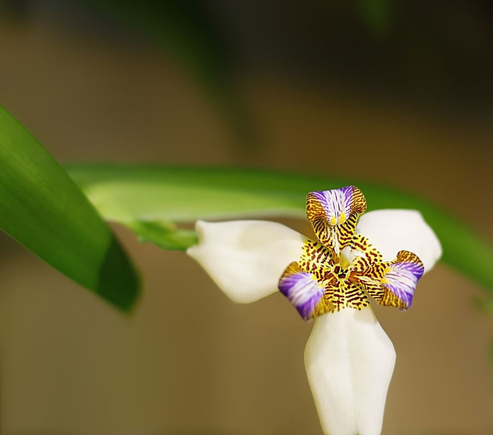 Orchids