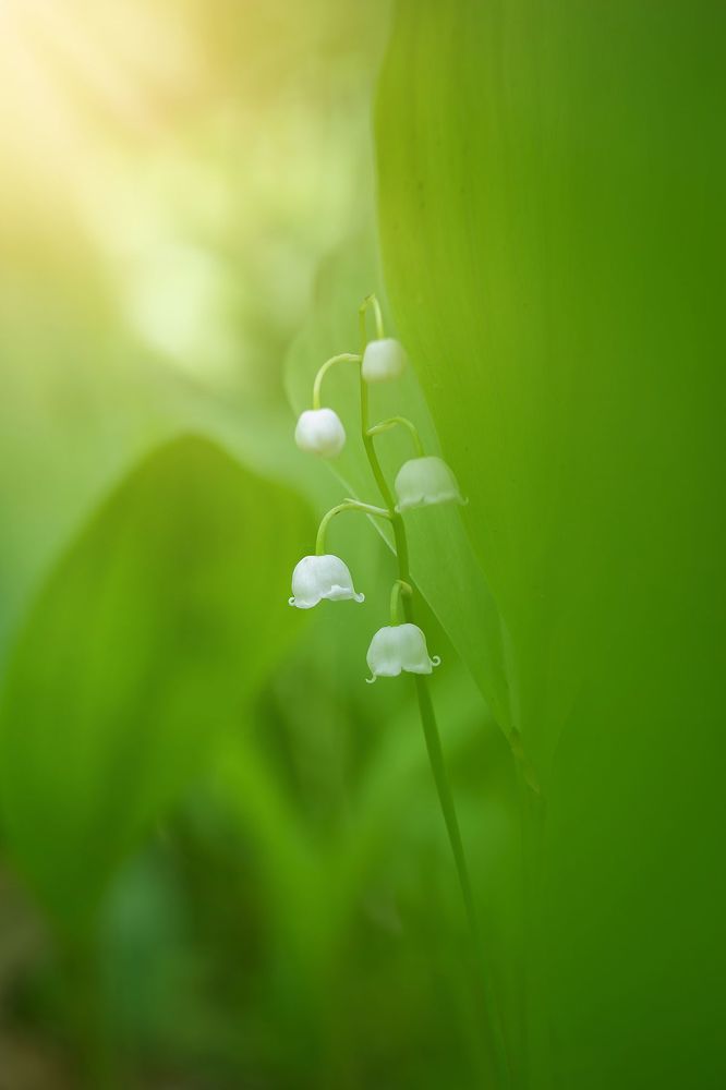 ландыши,ландыши....