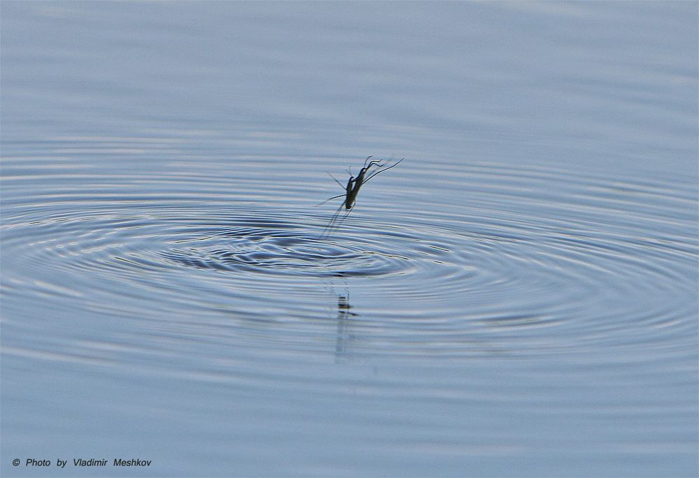 Водомерка - The Water Measurer - (лат. Gerridae) Водомерка – насекомое, умеющее ходить по воде. Таких интересных созданий нетрудно наблюдать в живой природе, отдыхая летом на берегу какого-нибудь спокойного пруда. Водомерка имеет удлинённую форму, а по внешнему облику напоминает микроскопические лодочки, бойко скользящую по поверхности воды. Водомерка (класс насекомые) является обладательницей длинных тонких ног, с помощью которых с лёгкостью передвигается по глади водоёмов, похожая на конькобежца-виртуоза, об искусстве и мастерстве которого позаботилась сама природа. Тело таких созданий, как можно убедиться на фото водомерок, внешне сравнимо с тоненькой палочкой. Брюшко их сплошь покрыто белыми волосками, снабжёнными особым воскообразным веществом, поэтому маленькое тельце существа и его ножки не намокают во время движения по воде. Кроме того, между микроскопическими волосками образуются пузырьки воздуха, дающие возможность насекомым не погружаться в водную гладь, при всём при том, что мизерный вес их и так тому способствует. В этом всё объяснение тому, почему водомерка не тонет. Искусно передвигаться этим созданиям помогает также строение ножек. Они хоть и тонкие, но в местах прикрепления к туловищу значительно утолщены и снабжены чрезвычайно сильными мышцами, помогающими развивать огромную, в сравнении с размерами этих существ, скорость. Описание водомерки можно продолжить, упомянув, что в природе обитает около семи сотен видов таких маленьких созданий. Принадлежа к отряду клопов, водомерки являются ближайшими родственника этим насекомым. Среди известных видов – большая водомерка, тело которой достигает в длину около 2 см. Она имеет крылья и рыжеватую расцветку тела. Прудовая водомерка величиной не более сантиметра, окрашена в буроватый тёмный цвет и обладает светлыми конечностями. Самцов и самок этой разновидности насекомых легко отличить по цвету брюшка, так как в первом случае оно чёрное, а во втором – красное. Почему водомерку так назвали? Наименование насекомого удивительно точно передаёт его образу жизни, ведь всё, отведённое для существования время, это животное занимается тем, что мерит своими чудными длинными ножками водную гладь, которая является неотъемлемой средой обитания водомерки. Текст givotniymir.ru © Photo by Vladimir Meshkov
