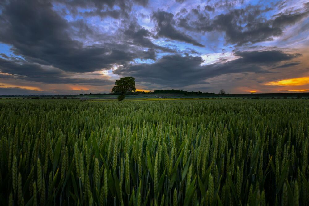 LANDSCAPES