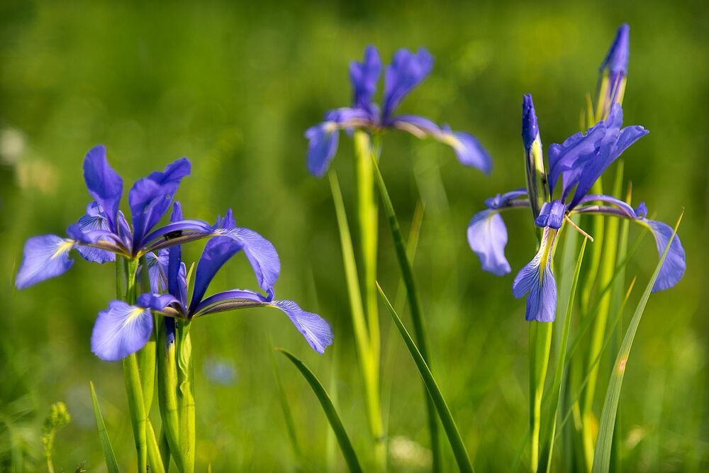 Горное разноцветье
