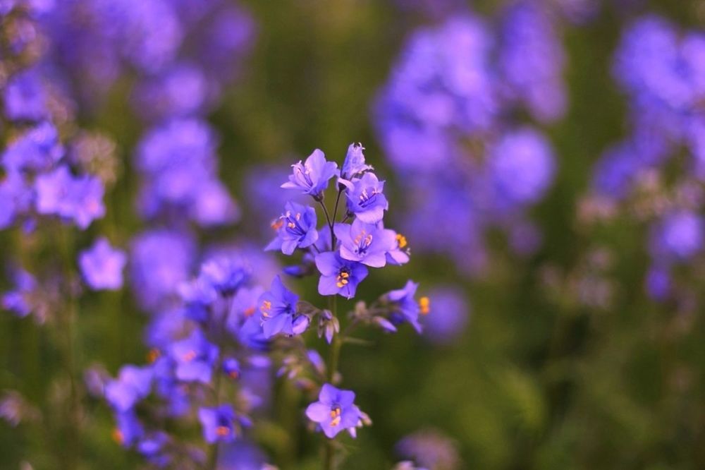 Polemonium