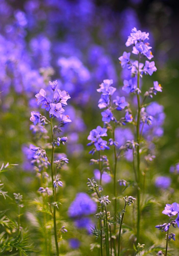 Polemonium