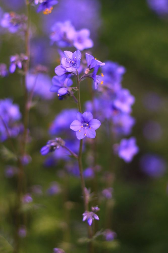 Polemonium