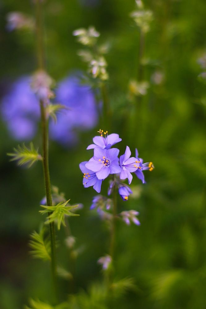 Polemonium