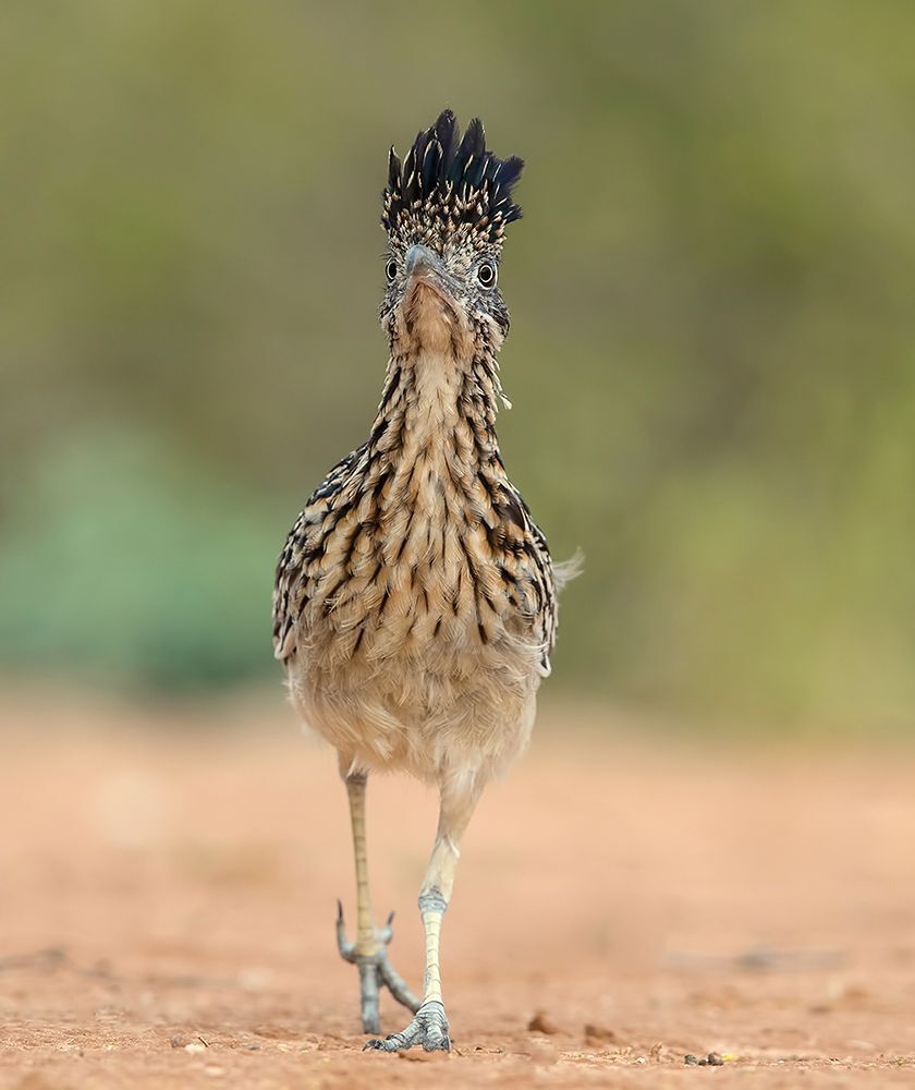 Greater Roadrunner. Калифорнийская земляная кукушка.В этой птичке что то хищное и "рептилоидное". Как будто маленький динозаврик в перьях. Эта птица большинство времени проводит на земле и охотится на змей, ящериц, насекомых, грызунов и небольших птиц.