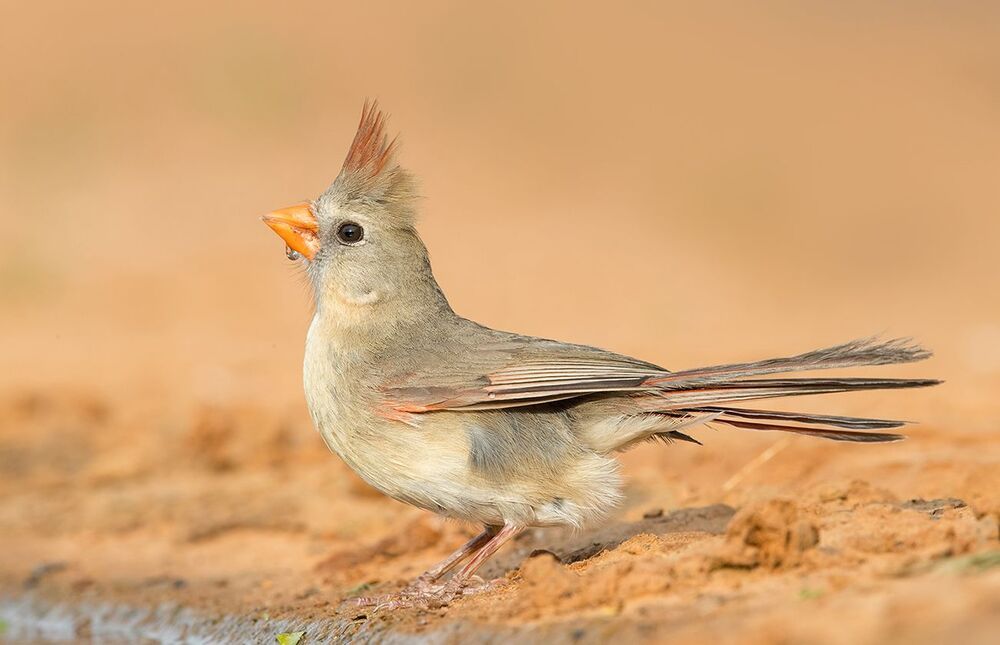 Northern Cardinal (Female). Красный кардинал самка