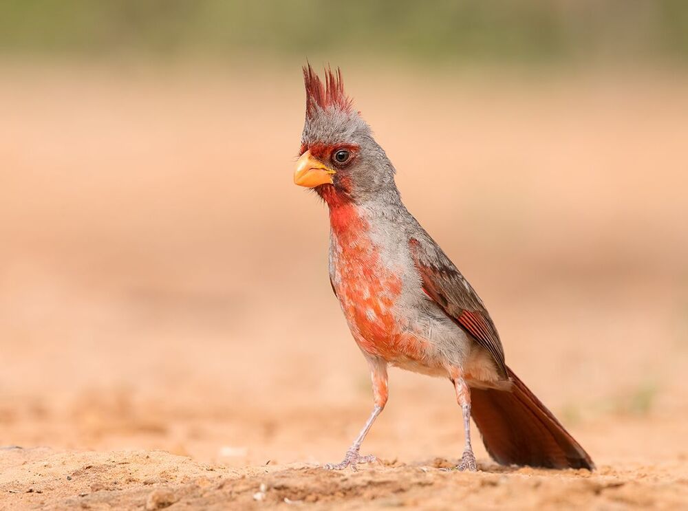 Pyrrhuloxia (male). Попугайный кардинал ( самец)