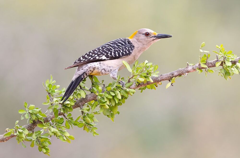 Golden fronted Woodpecker. Золотолобый меланерпес.