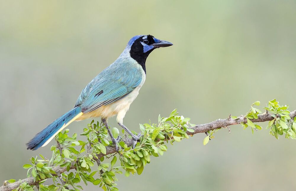 Green Jay. Перуанская разноцветная сойка