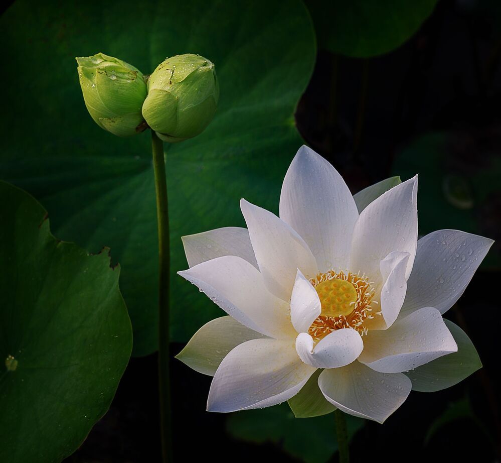 Lotus