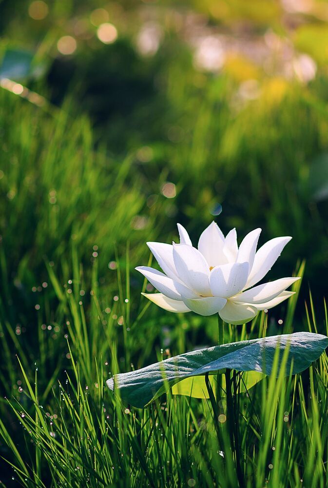 Lotus