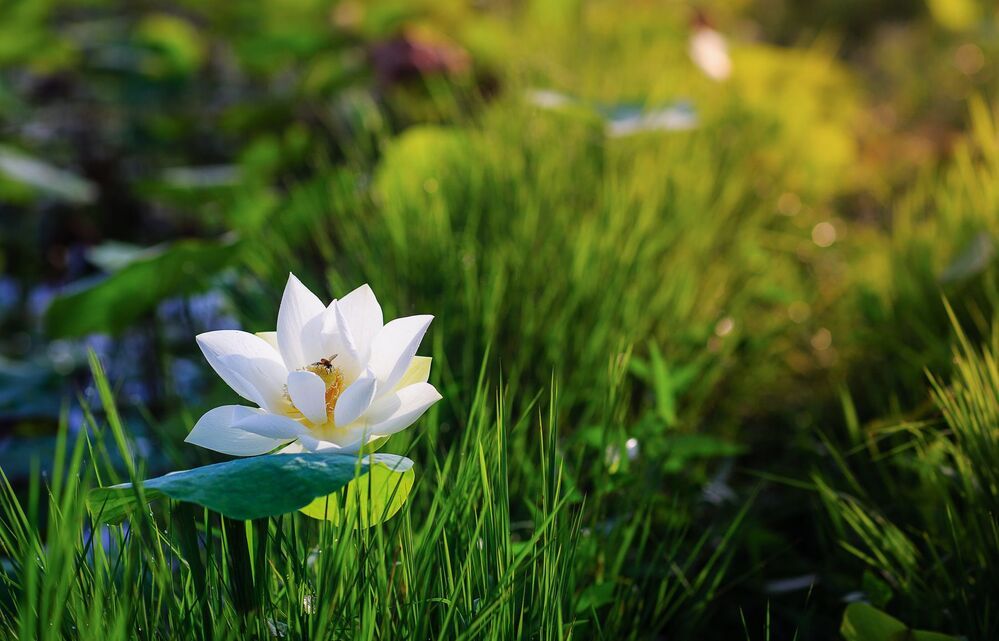 Lotus