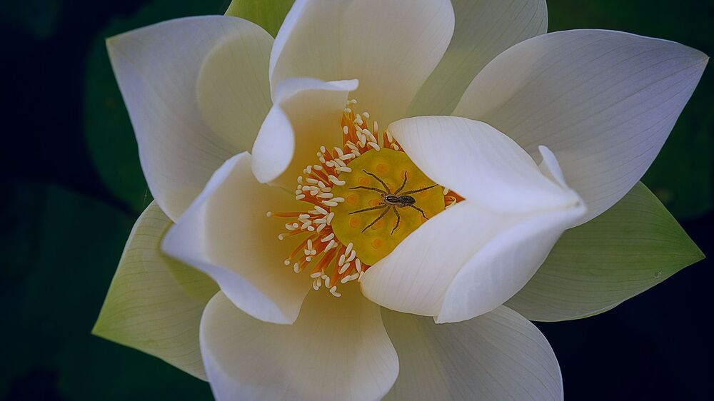 Lotus