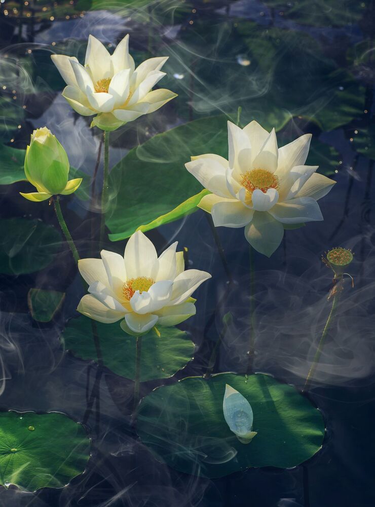 Lotus