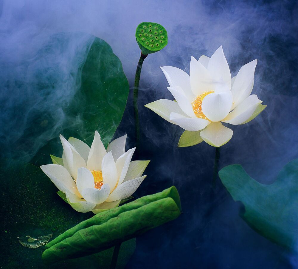 Lotus