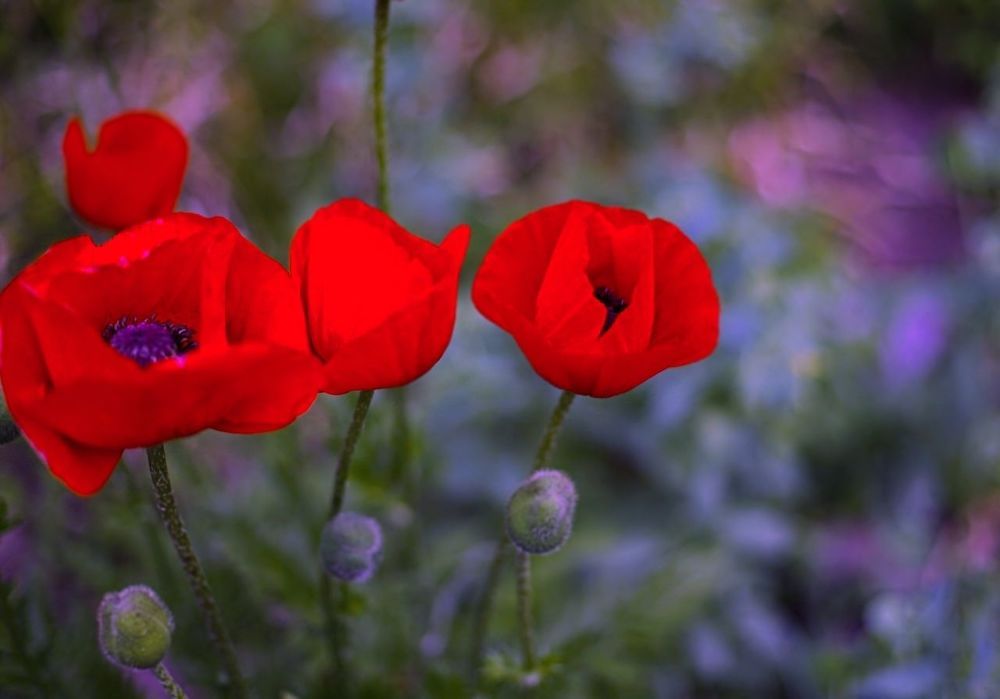 Poppies
