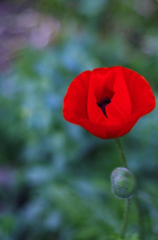 Poppies