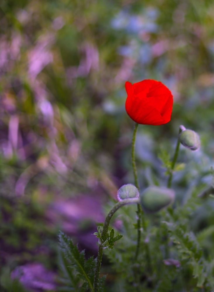 Poppies