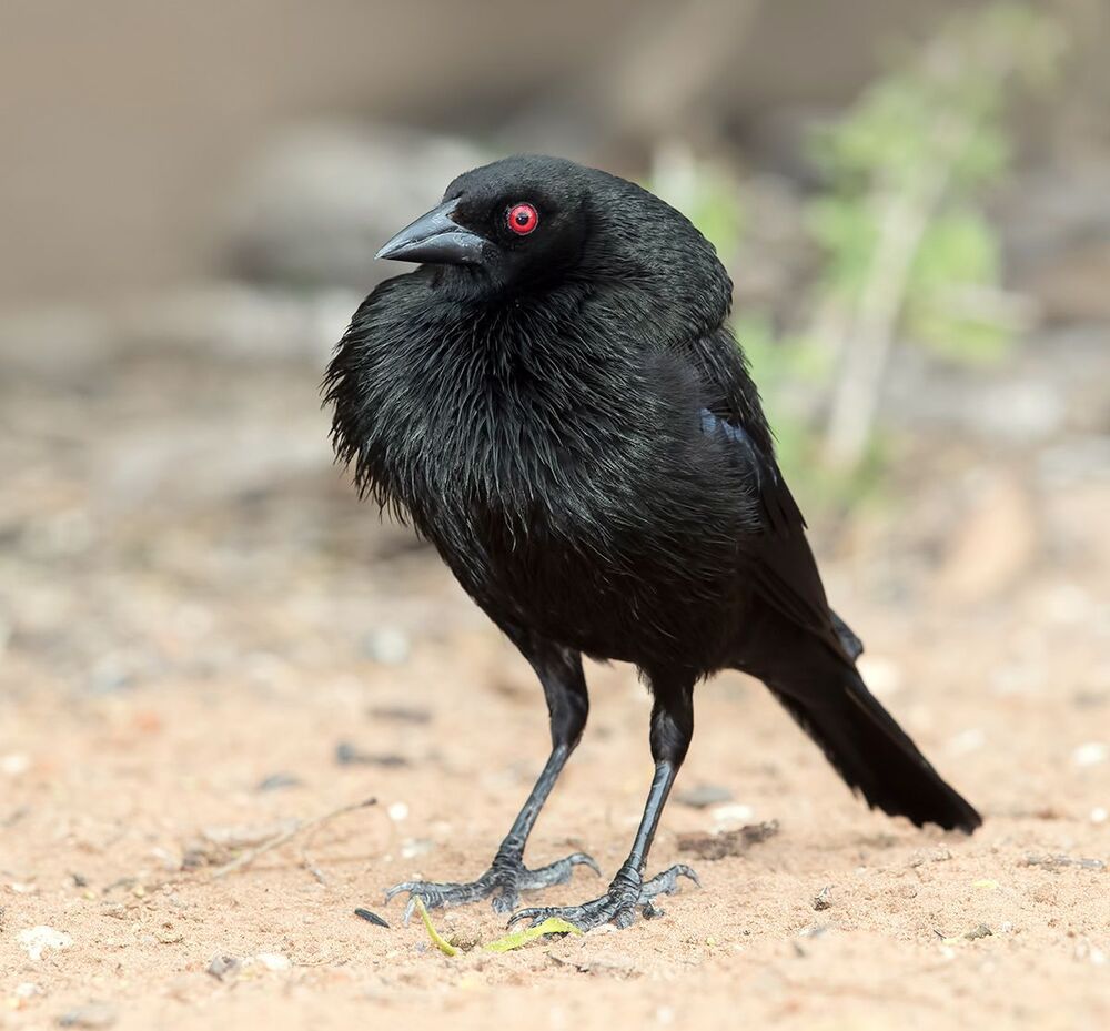 Bronzed Cowbird - Красноглазый коровий трупиал