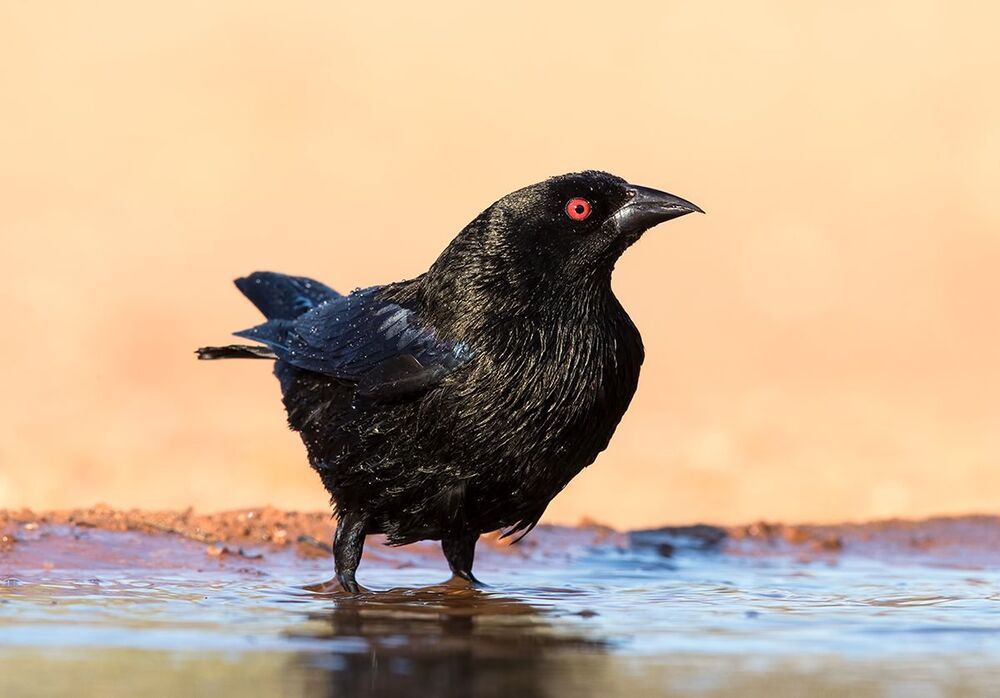 Bronzed Cowbird - Красноглазый коровий трупиал