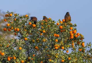 Бахаулла сформировал постулаты своей веры, взяв за основу учение персидского святого, известного как Баб. Бабизм провозглашает окончание господства законов, основанных на Коране и шариате, замену их новыми, исходящими из принципов равенства всех людей и защиты их прав. Баб был молодым торговцем из Шираза по имени Сейид Али-Мухаммад. В 1844 году он провозгласил скорое появление Посланника Бога \