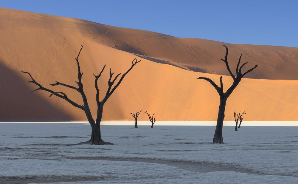Deadvlei Forest