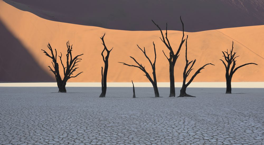 Deadvlei Forest