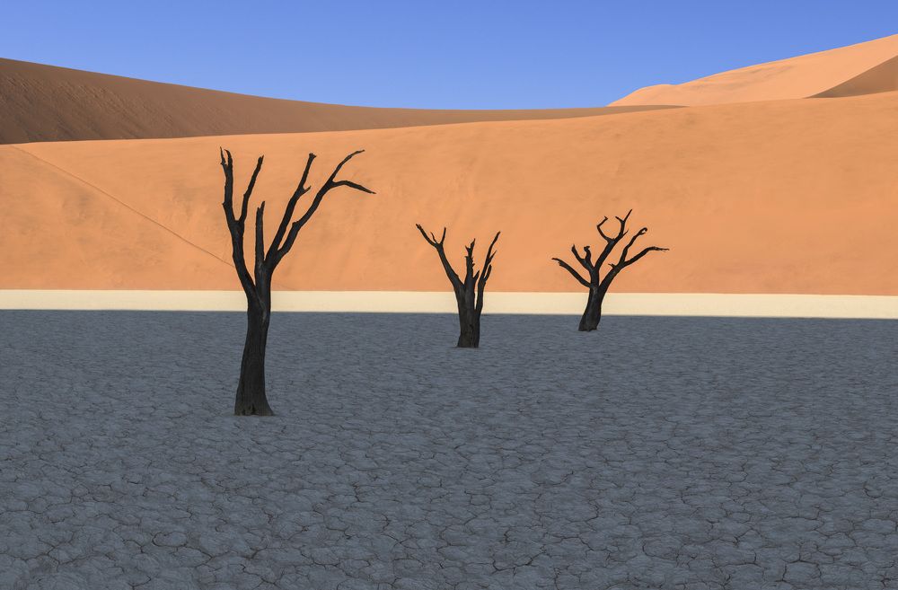 Deadvlei Forest