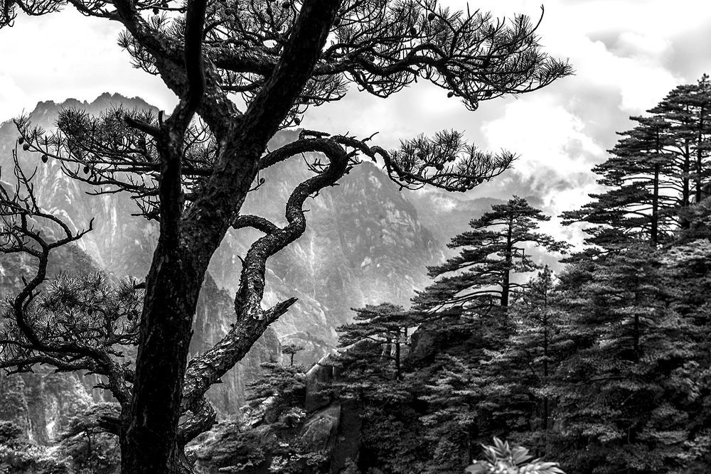 Nature's Drawings... Huangshan.