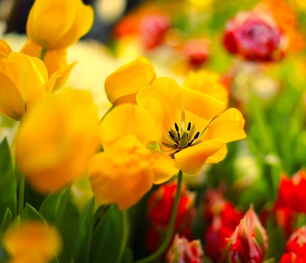 Tulips 