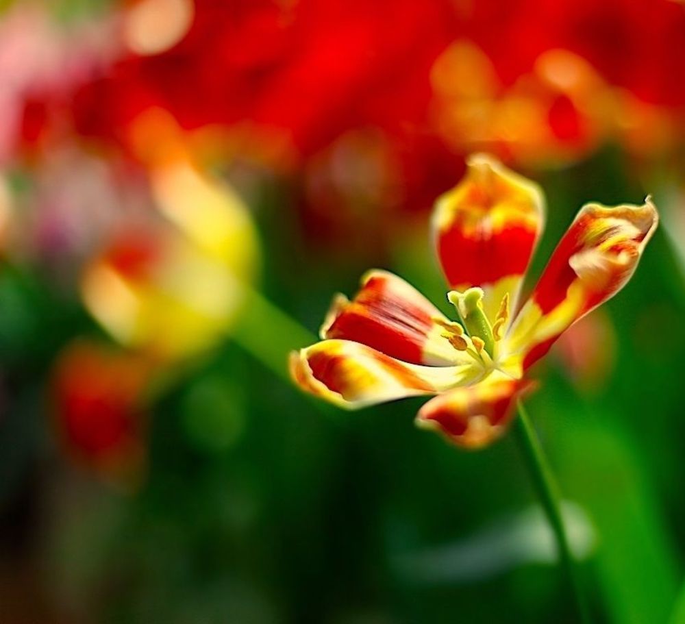 Tulips 