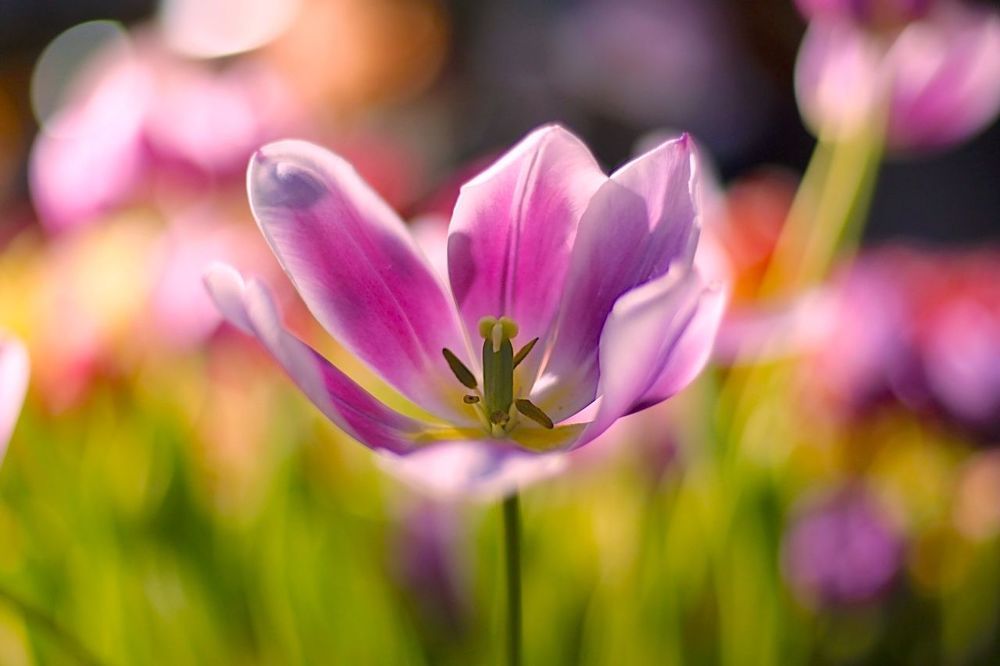 Tulips 