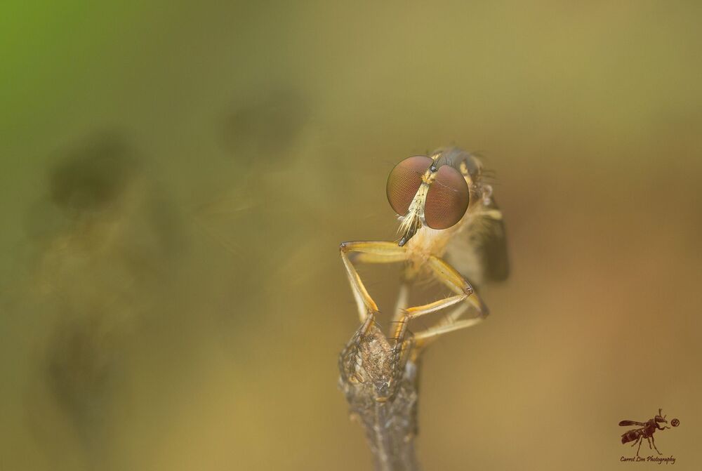 Single shot with hand held