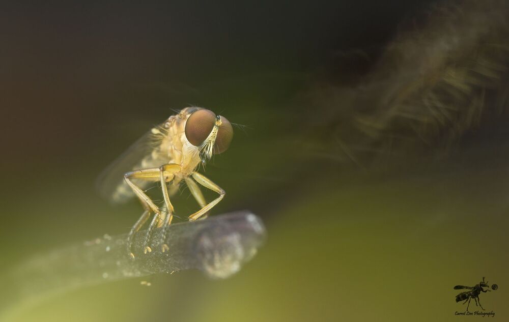 Single shot with hand held